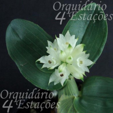 Orquídea Dendrobium purpureum Albo - AD