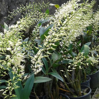 Orquídea Dendrobium speciosum - NBS