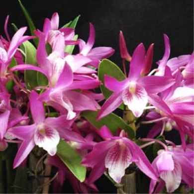 Orquídea Dendrobium Stardust "Rainbow Dance" - AD