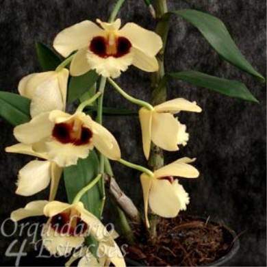 Orquídea Dendrobium Gatton Sunray - Adulta