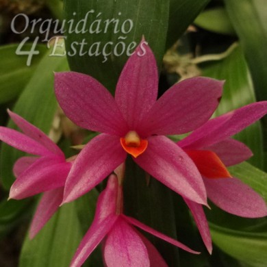 Orquídea Dendrobium Hibiki - Nbs