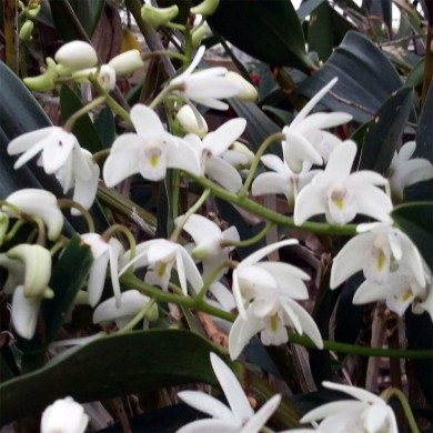 Orquídea Dendrobium kingianum Alba - Adulta