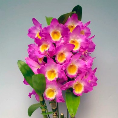 Orquídea Dendrobium Nobile Lilas - Amarelo