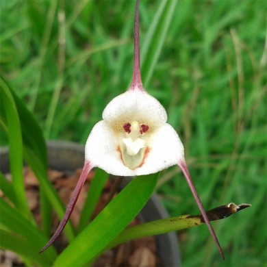 Orquídea Drácula Lotax - AD
