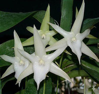 Orquídea Angraecum sesquipedale - AD
