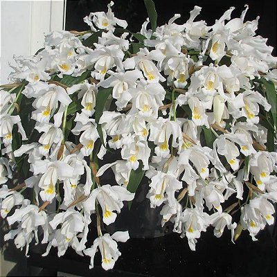 Orquídea Coelogyne cristata - AD