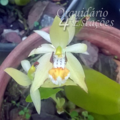 Orquídea Coelogyne Lentiginosa - AD