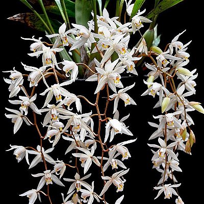 Orquidea Coelogyne flaccida - Ad