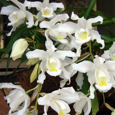 Orquídea Coelogyne intermedia - AD