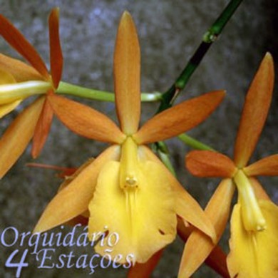Orquídea Epidendrum secundum X Prostechea mariae - NBS