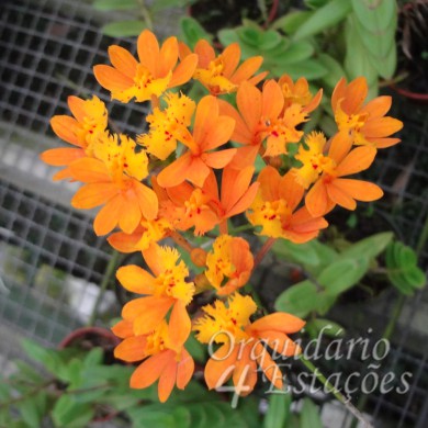 Orquídea Epidendrum fugens - NBS