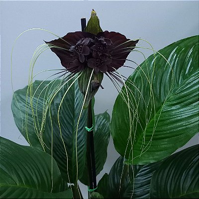 Tacca chantrieri "Flor Morcego" Ad