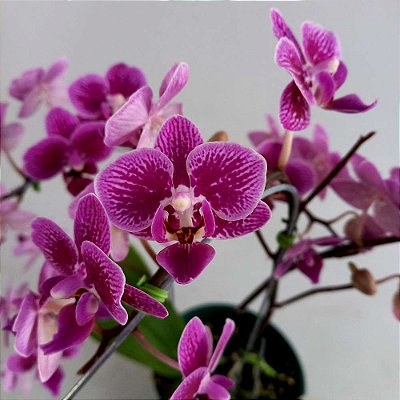 Orquídea Phalaenopsis Rosa média n.01