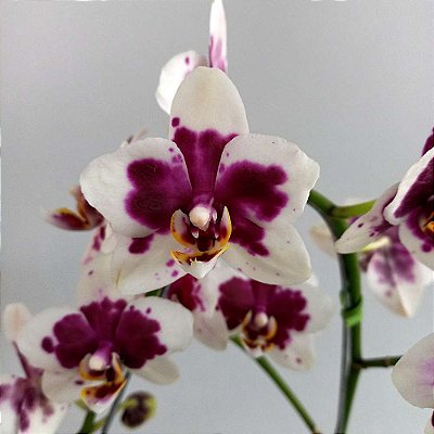 Orquídea Phalaenopsis Branca pintada n.01