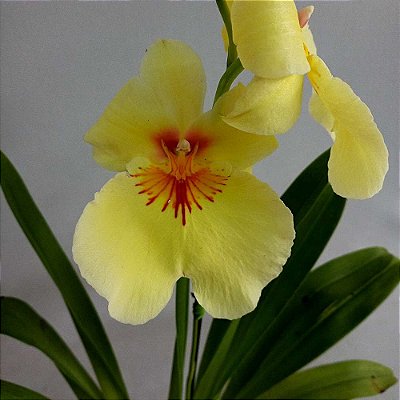 Orquídea Miltonia Colombiana Amarela n.01