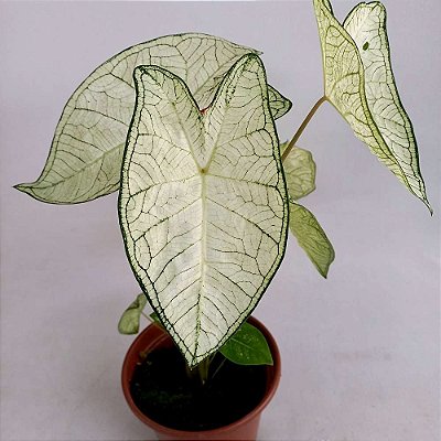 Caladium n.06 - 30cm