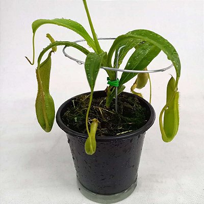 Carnívora Nepenthes graciliflora - 15cm