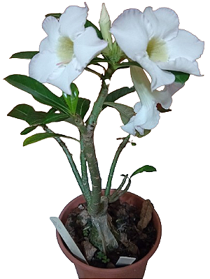 Rosa do Deserto - Branca1