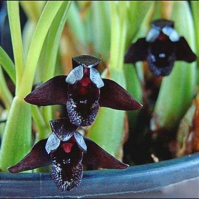 Orquídea Maxillaria schunkeana - Ad