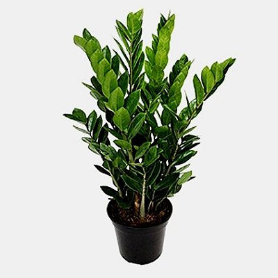 Zamioculca "Linha Premium"