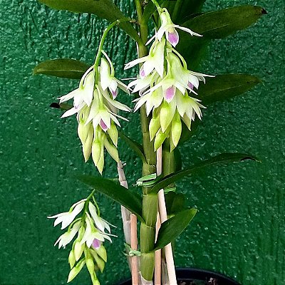 Orquídea Dendrobium amethystoglossum - Adulta