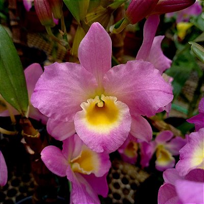 Orquídea Dendrobium Nobile Rosa Baby