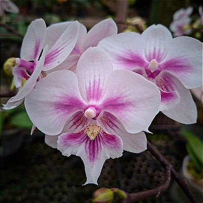 Orquídea Phalaenopsis exótica n.10