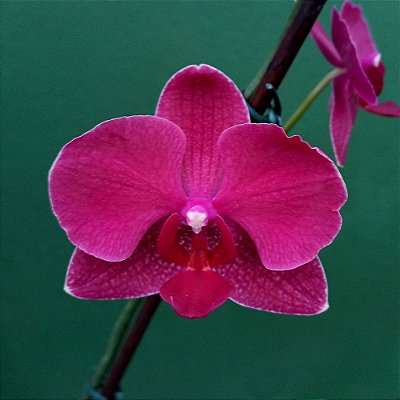 Orquídea Phalaenopsis Vermelha n.02