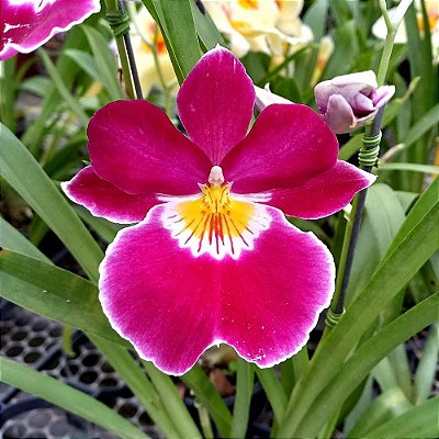Orquídea Miltonia Colombiana Vermelha n.01