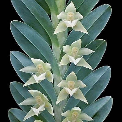 Orquídea Dichaea glauca - 20cm