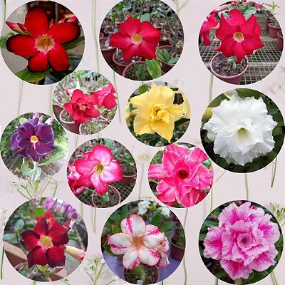 Rosa do Deserto Cores Diversas - 3 unidades