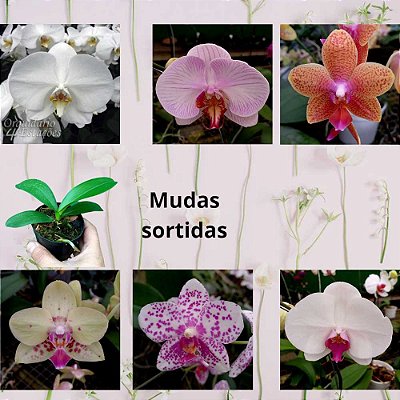 Phalaenopsis Mudas Diversas - 1 unid. - 10cm