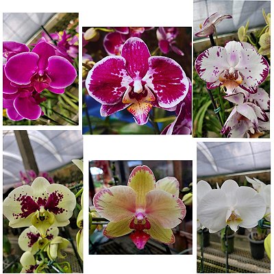 Phalaenopsis Diversas - Ad