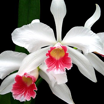 Orquídea Laelia purpurata carnea - Ad