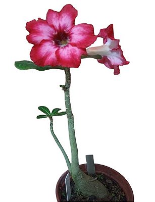 Rosa do Deserto Vermelha/Branca 1