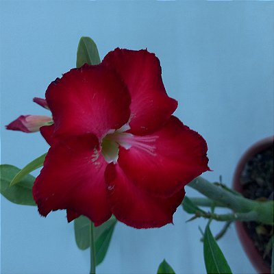 Rosa do Deserto - N.230110