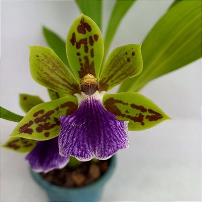 Orquídea Zigoneria "Adelaide Meadows" - Ad