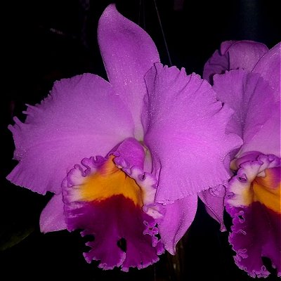 Orquídea Blc. Irene Finney - Adulta