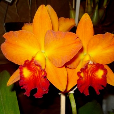 Orquídea Potinara Little Toshie - Adulta
