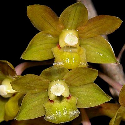 Orquídea Dendrobium Ionopus - Ad
