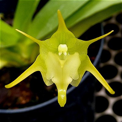 Orquídea Aeranthes ramosa - AD