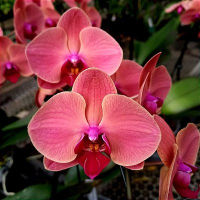 Orquídea Phalaenopsis Salmão 01 - Ad