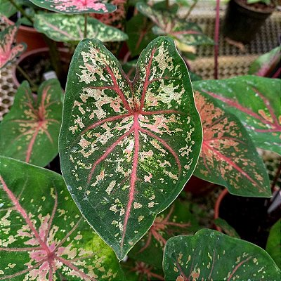 Caladium n.07 - 30cm