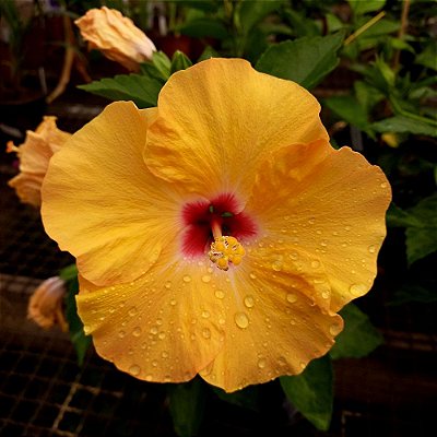 Hibisco Amarelo n.02