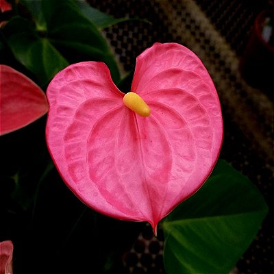 Antúrio Rosa Especial - 30cm