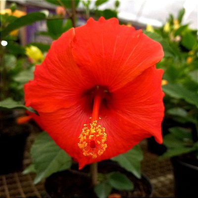 Hibisco Vermelho n.01