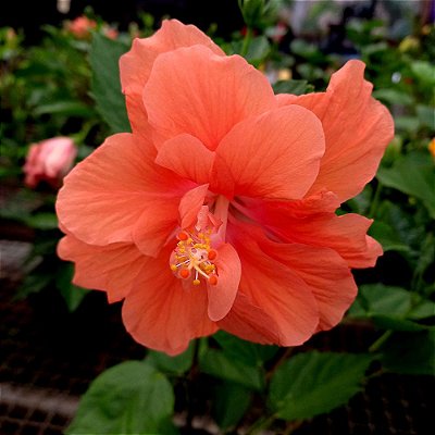 Hibisco Laranja dobrado