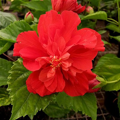 Hibisco Vermelho dobrado