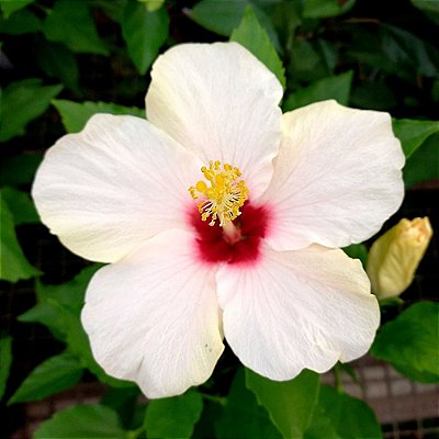 Hibisco Bege n.01