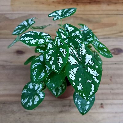 Caladium n.08 "mini"